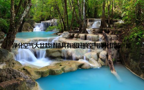 净化空气大盆栽绿植具有很好的空气净化功能, 能够吸收室内的有害气体, 释放新鲜氧气, 改善室内空气质量