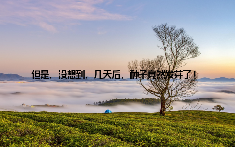 但是, 没想到, 几天后, 种子竟然发芽了! 那一刻, 我简直不敢相信自己的眼睛, 那种喜悦和成就感, 真的是无法用言语来形容