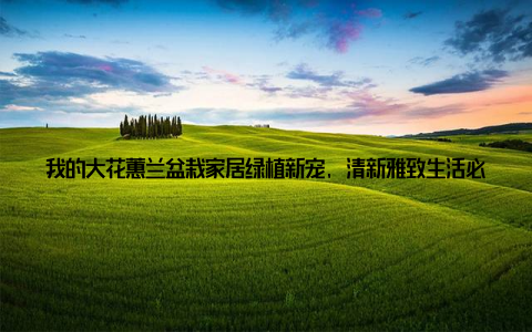 我的大花蕙兰盆栽家居绿植新宠, 清新雅致生活必备家, 是我们心灵的港湾, 每一个细节都承载着我们对美好生活的向往
