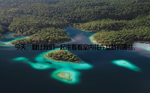 今天, 就让我们一起来看看室内花卉盆栽有哪些, 室内养花必看盘点最流行的盆栽植物, 让你的家更绿意盎然! 第一波清新空气小能手不得不提的就是那些能够净化空气的植物了