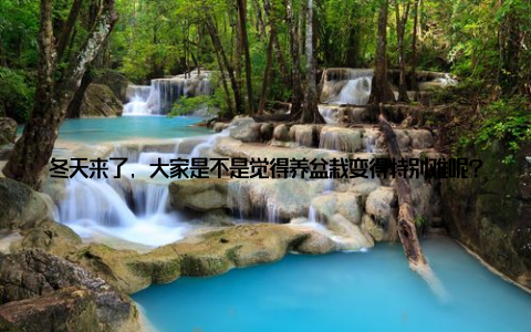 冬天来了, 大家是不是觉得养盆栽变得特别难呢? 其实, 只要掌握了正确的方法, 冬天养盆栽也是一件轻松愉快的事情