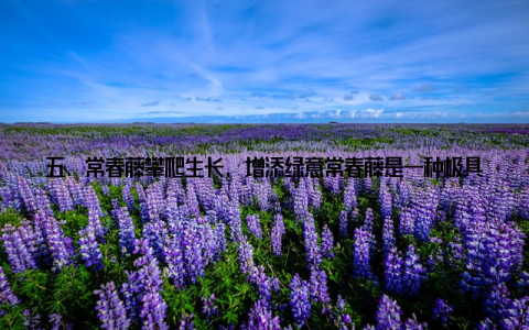 五、常春藤攀爬生长, 增添绿意常春藤是一种极具观赏价值的室内盆栽, 它可以攀爬生长, 为你的家增添无限绿意