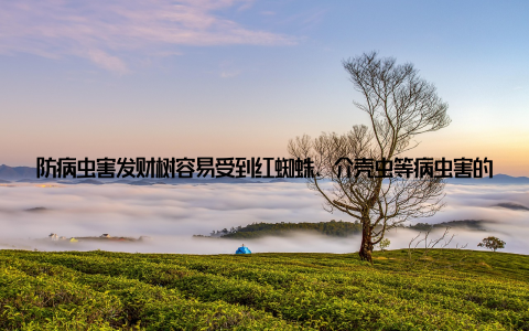 防病虫害发财树容易受到红蜘蛛、介壳虫等病虫害的侵扰, 要及时发现并采取措施, 如使用杀虫剂或者物理方法清除
