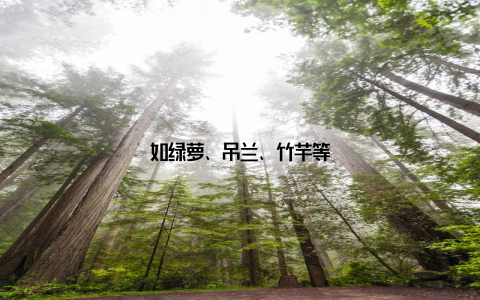 如绿萝、吊兰、竹芋等