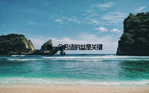 选一个合适的盆是关键