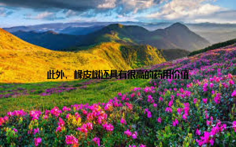 此外, 橡皮树还具有很高的药用价值