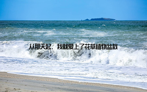 从那天起, 我就爱上了花草植物盆栽