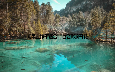 如果土壤不适合, 也会影响开花