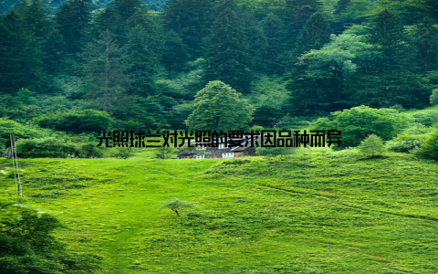 光照球兰对光照的要求因品种而异