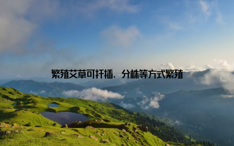 繁殖艾草可扦插、分株等方式繁殖