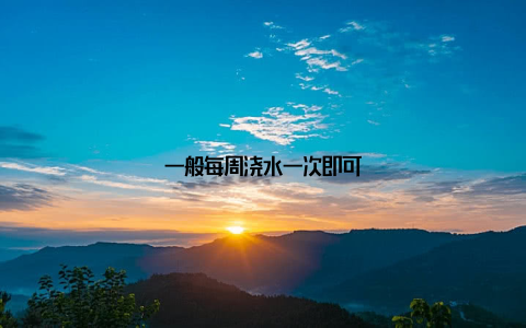 一般每周浇水一次即可