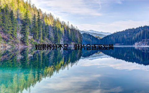 如果养分不足, 叶片会逐渐发黄