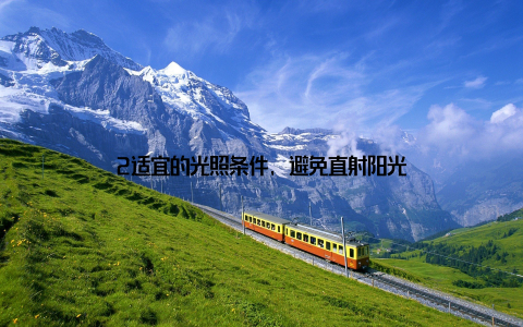 2适宜的光照条件, 避免直射阳光