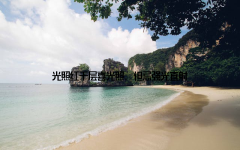 光照红千层喜光照, 但忌强光直射