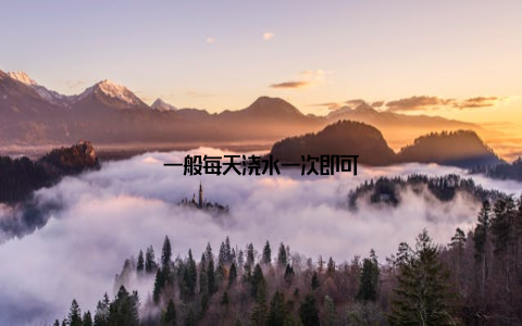 一般每天浇水一次即可