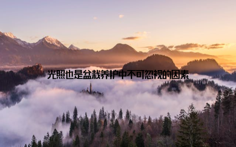 光照也是盆栽养护中不可忽视的因素