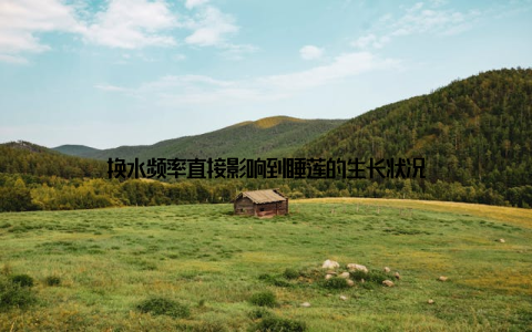 换水频率直接影响到睡莲的生长状况