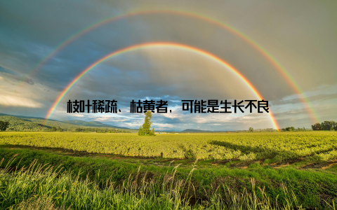 枝叶稀疏、枯黄者, 可能是生长不良