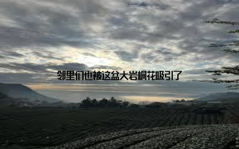 邻里们也被这盆大岩桐花吸引了