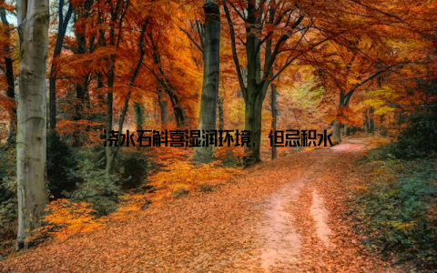 浇水石斛喜湿润环境, 但忌积水
