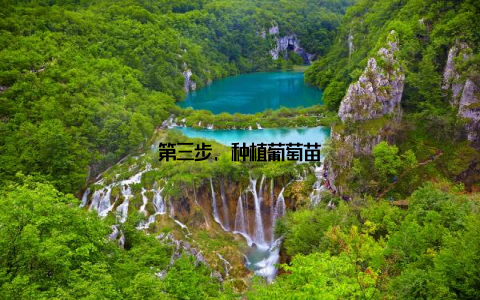 第三步, 种植葡萄苗