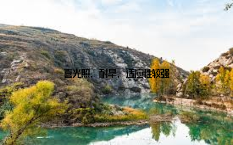 喜光照, 耐旱, 适应性较强