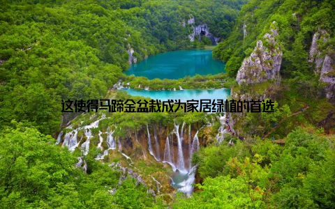 这使得马蹄金盆栽成为家居绿植的首选