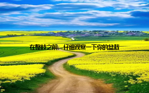 在整枝之前, 仔细观察一下你的盆栽