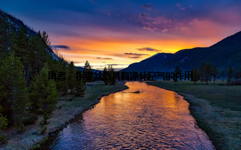 再者, 拐枣盆栽具有净化空气的作用