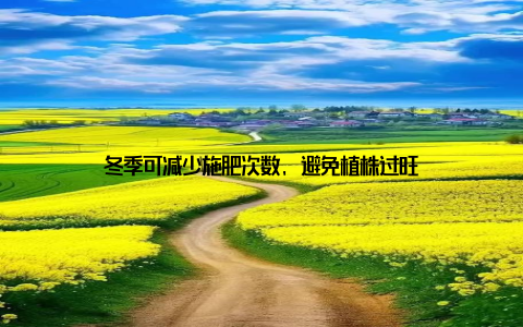 冬季可减少施肥次数, 避免植株过旺