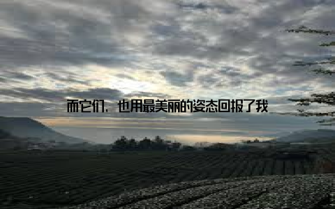 而它们, 也用最美丽的姿态回报了我