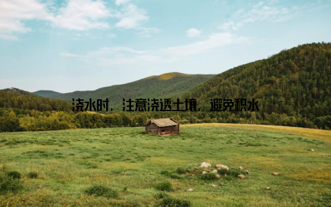 浇水时, 注意浇透土壤, 避免积水