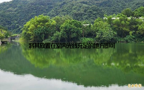 将其放置在室内光线充足的地方即可