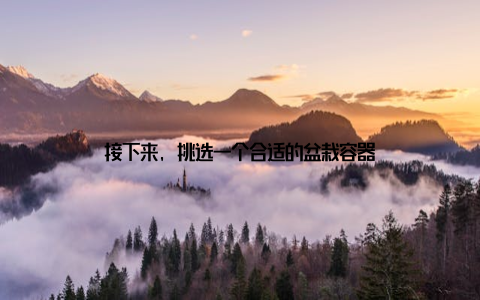 接下来, 挑选一个合适的盆栽容器