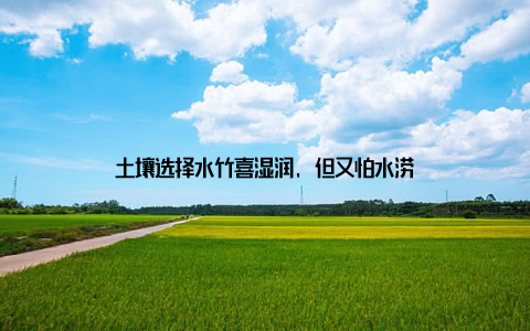 土壤选择水竹喜湿润, 但又怕水涝