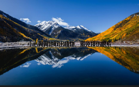 小心翼翼地取出植物, 避免损伤根系