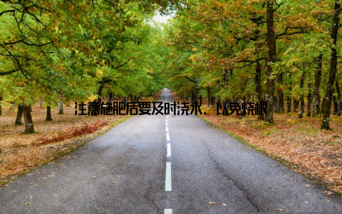 注意施肥后要及时浇水, 以免烧根