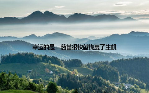 幸运的是, 葱苗很快就恢复了生机