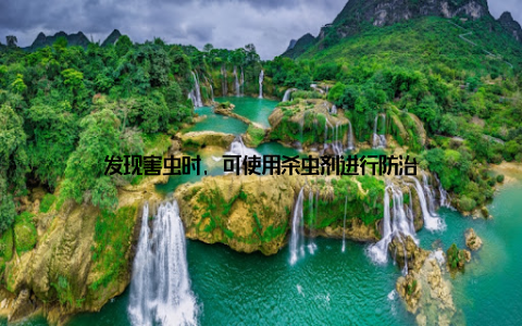发现害虫时, 可使用杀虫剂进行防治
