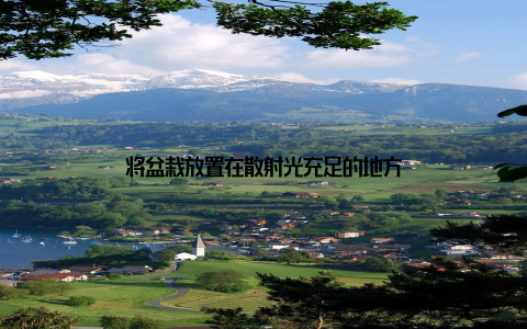 将盆栽放置在散射光充足的地方