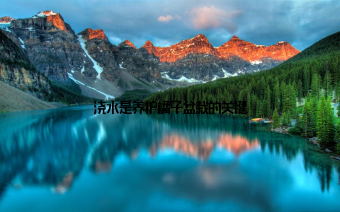 浇水是养护橘子盆栽的关键