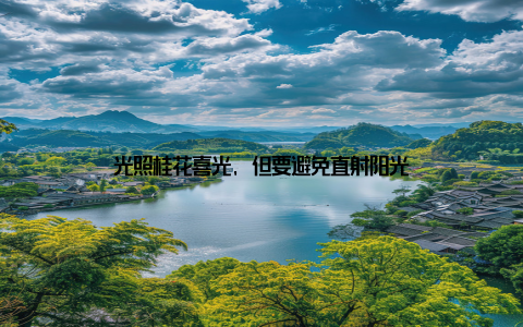 光照桂花喜光, 但要避免直射阳光
