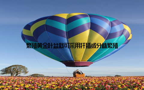 繁殖黄金叶盆栽可采用扦插或分株繁殖