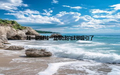 我一眼就被一盆翠绿的绿萝吸引了
