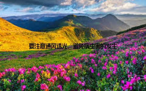 要注意通风透光, 避免病虫害的发生