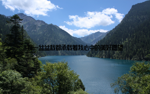 每一盆盆栽都承载着我心中的美好愿望