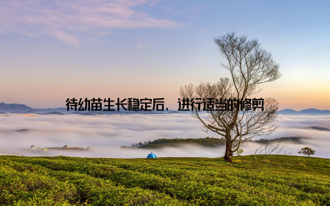 待幼苗生长稳定后, 进行适当的修剪