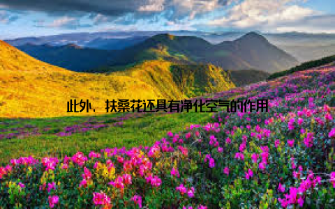 此外, 扶桑花还具有净化空气的作用