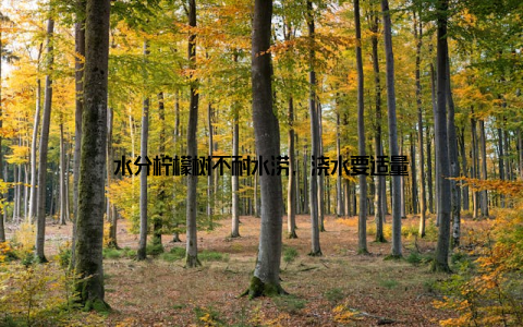 水分柠檬树不耐水涝, 浇水要适量