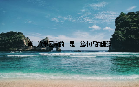 第一次带回家的, 是一盆小巧的绿萝